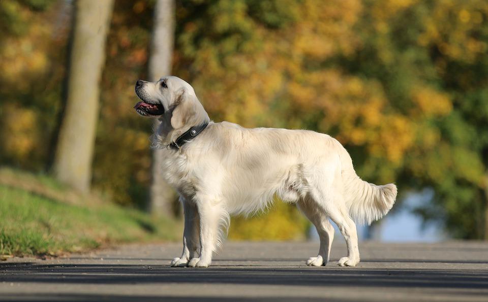 Golden Retriever giống chó thông minh và biết tiết chế cảm xúc