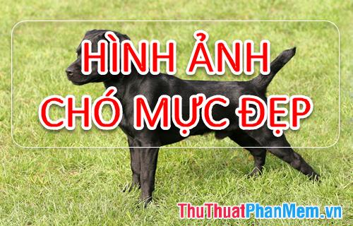 Bộ sưu tập hình ảnh tuyệt vời về chó Mực