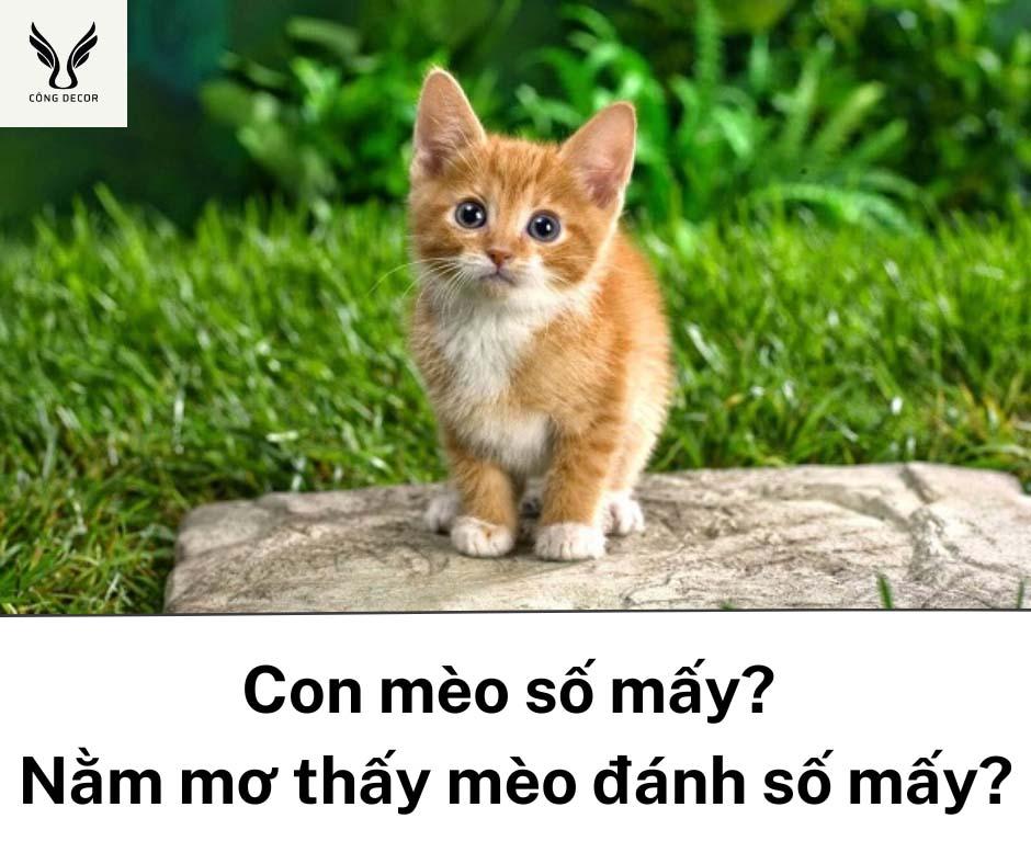 Con mèo số mấy? giải mã nằm mơ thấy mèo đánh số mấy?