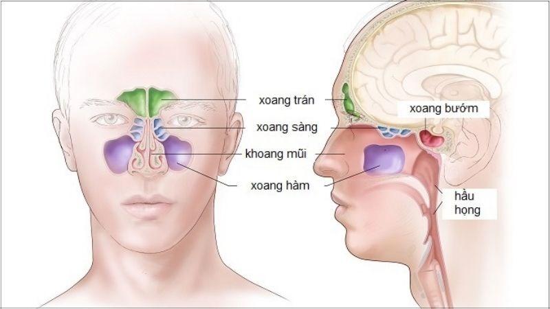 Xoang là những hóc xương rỗng tạo ra chất nhầy để bảo vệ cơ thể