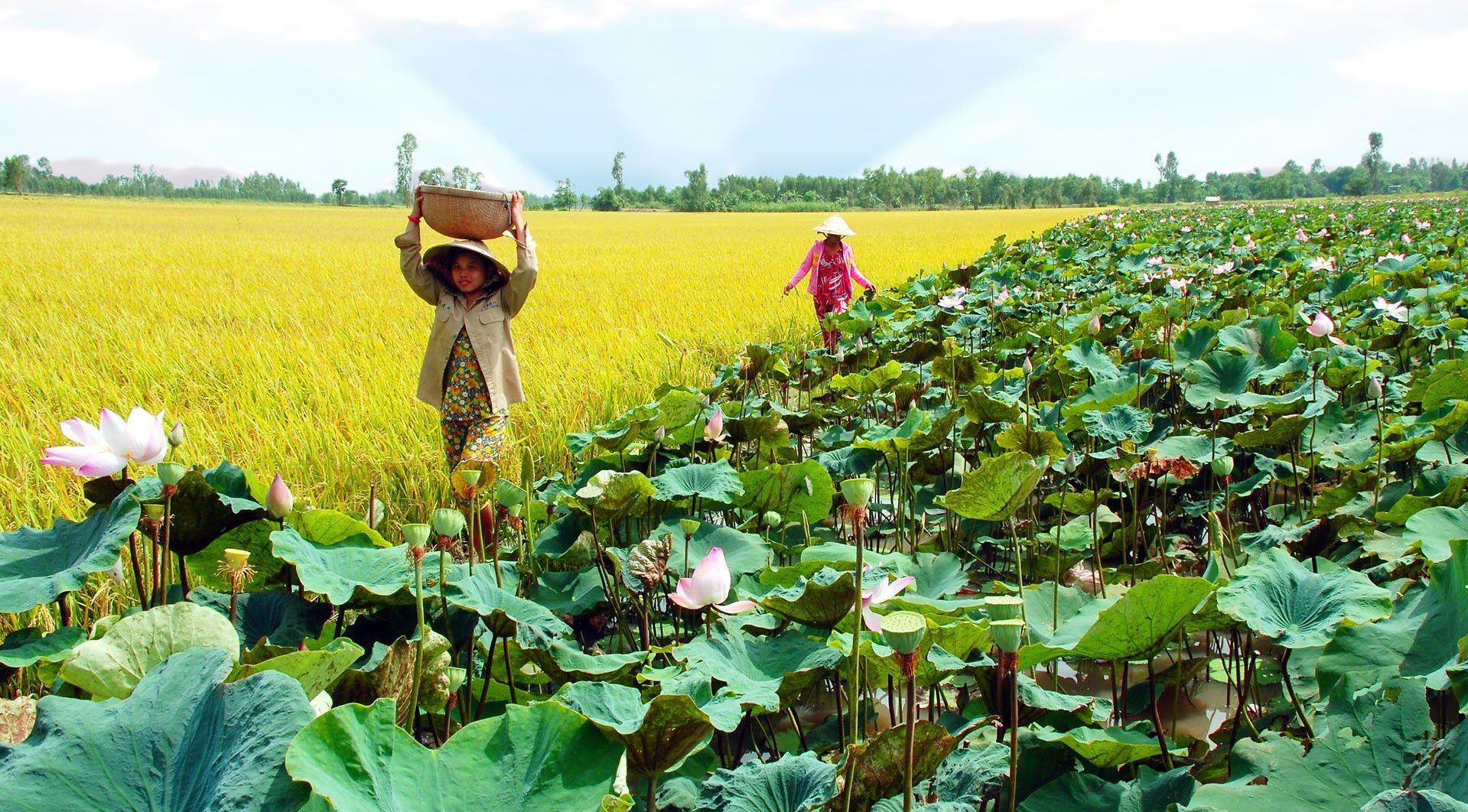 Kinh nghiệm du lịch Đồng Tháp chi tiết mới cập nhật