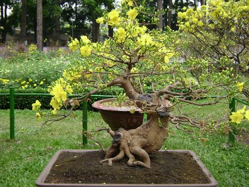 Mua Bán, Thanh Lý Cây Mai Bonsai Chất Lượng Cao, Giá Tốt