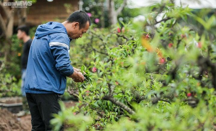 Cách trồng cây đào sau Tết không khó nhưng đòi hỏi sự tỉ mỉ. (Ảnh: Ngô Nhung - Minh Đức)