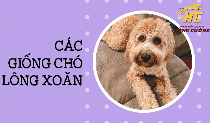 TOP 10 Giống Chó Lông Xoăn Cực Đẹp Ai Cũng Muốn Sở Hữu