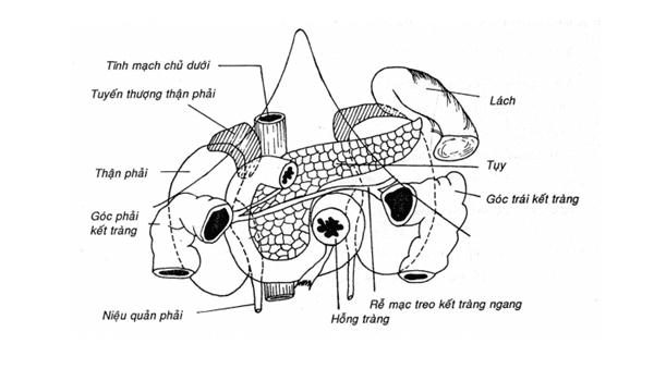Tuyến tụy: Cấu trúc và chức năng