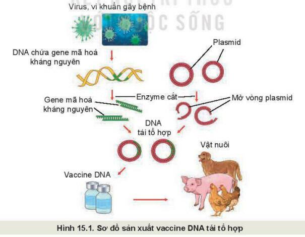 Lý thuyết Công nghệ 11 Bài 15 (Kết nối tri thức): Ứng dụng công nghệ sinh học trong phòng, trị bệnh vật nuôi