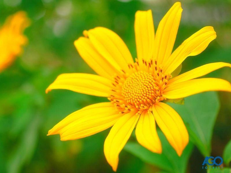 Dự đoán 7 địa điểm ngắm hoa dã quỳ Đà Lạt đẹp nhất năm 2023