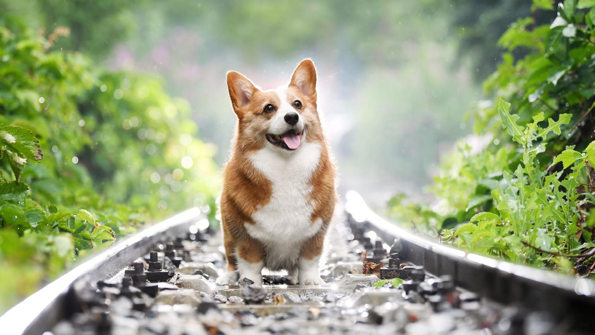 Hình nền chó Corgi cute