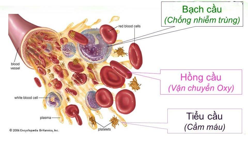 Máu gồm những thành phần nào?