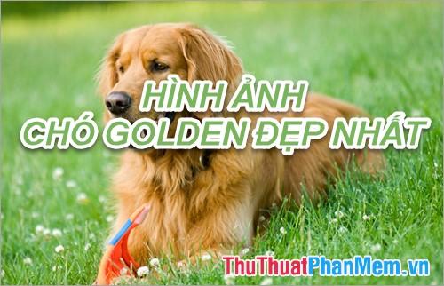 Bộ sưu tập hình ảnh chó Golden - Đỉnh cao về đẹp của giống chó này