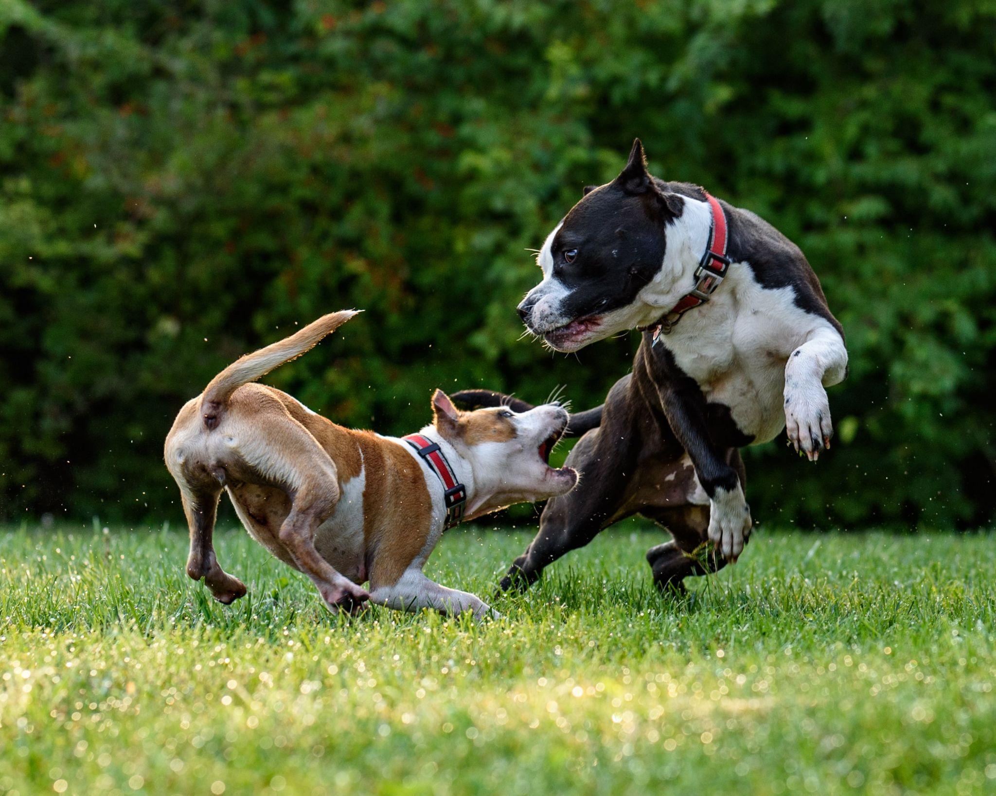 Chó Pitbull - Nguồn gốc, đặc điểm, giá bán và cách thuần hóa