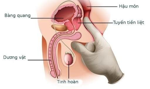 Điểm G của nam giới: vị trí, cách kích thích và những điều cần nắm