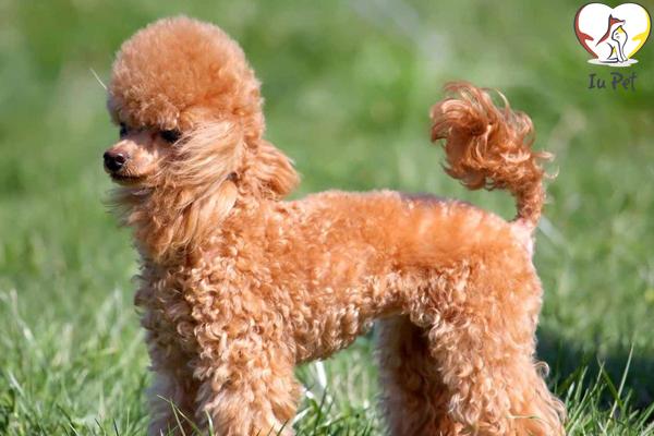 Tất cả kiến thức chăm sóc chó Poodle hữu ích nhất cho bạn