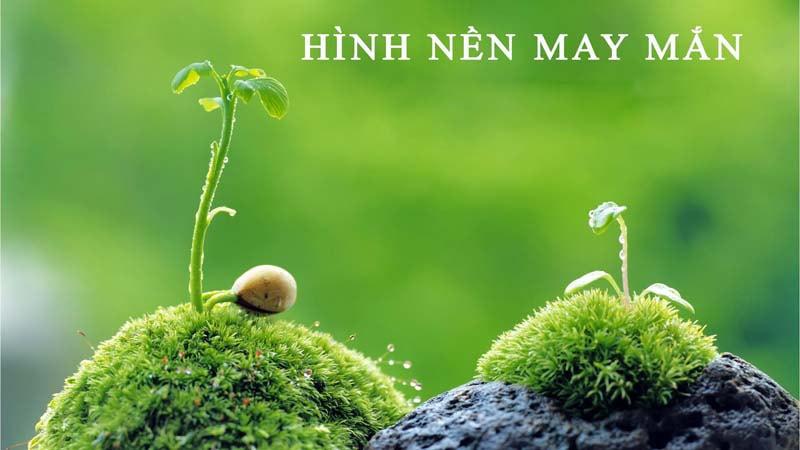 ảnh phong thủy mệnh Mộc đẹp