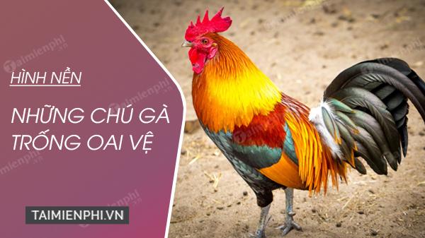 Hình nền Gà trống chào đón năm mới cho máy tính và điện thoại