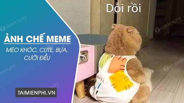 Bức ảnh chế meme mèo khóc, cute, bựa, cười đểu