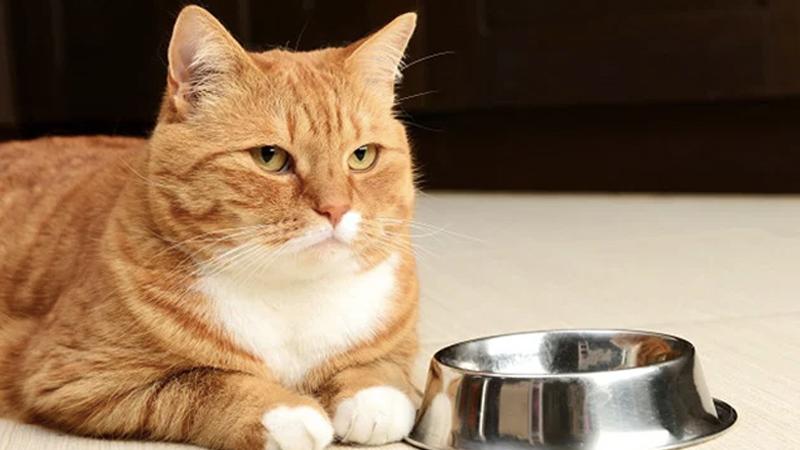 Phải làm gì khi mèo bỏ ăn, nằm mệt mỏi
