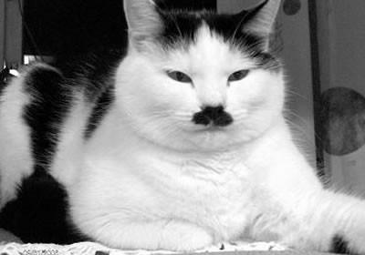 hitler_cat_4