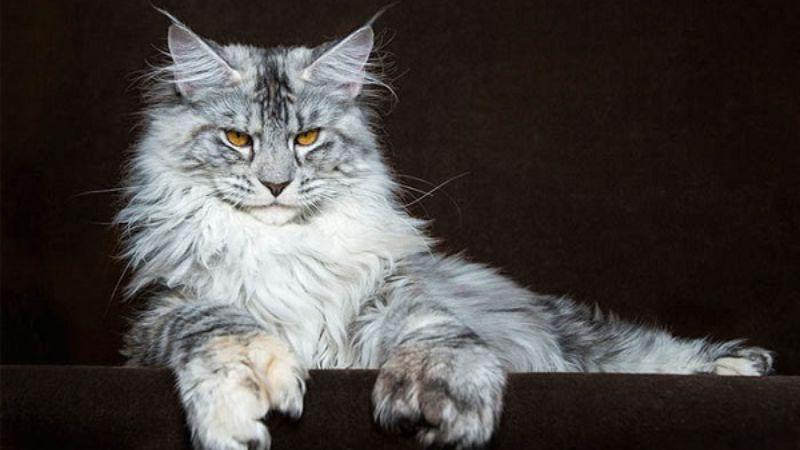 Nguồn gốc mèo Maine Coon