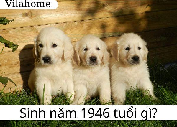 Sinh năm 1946 tuổi gì