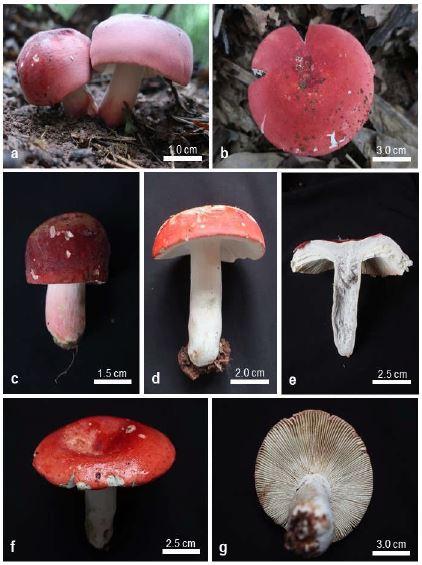 Định loại Nấm chẹo (chi Russula) ở vùng Đông Bắc Việt Nam bằng hình thái và sinh học phân tử