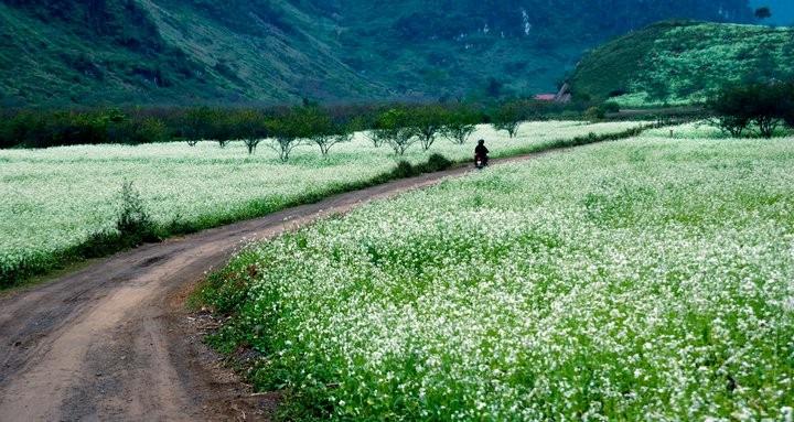 Du lịch Mộc Châu vào tháng mấy thì đẹp nhất năm 2024?