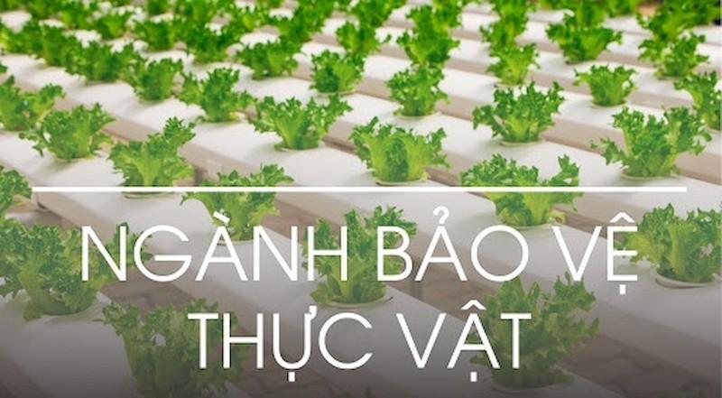 Ngành bảo vệ thực vật là gì? Cơ hội nghề nghiệp tương lai sau ra trường