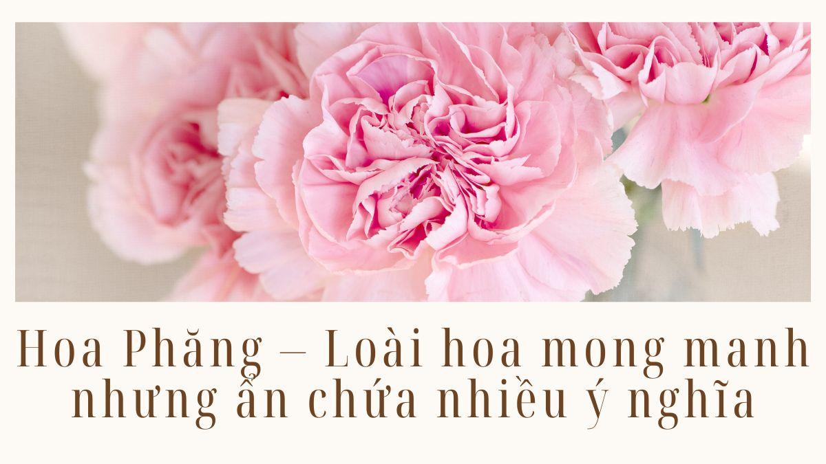 Hoa phăng - loài hoa mong manh nhưng ẩn chứa nhiều ý nghĩa