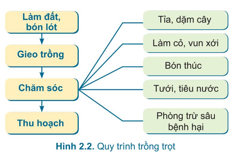 Lý thuyết bài 2: Quy trình trồng trọt - Công nghệ 7 Cánh Diều</>