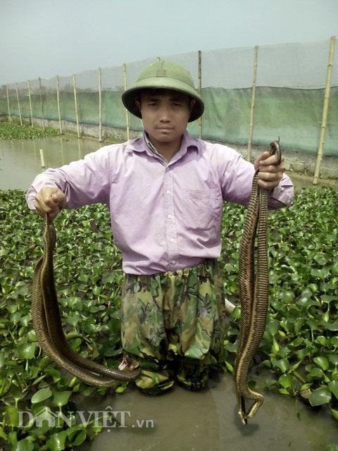 Nuôi con tiền tỷ: Chàng trai Quách Tĩnh sở hữu đàn rắn mòng 200 con