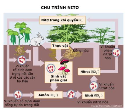 Đất – Như một cơ thể sống