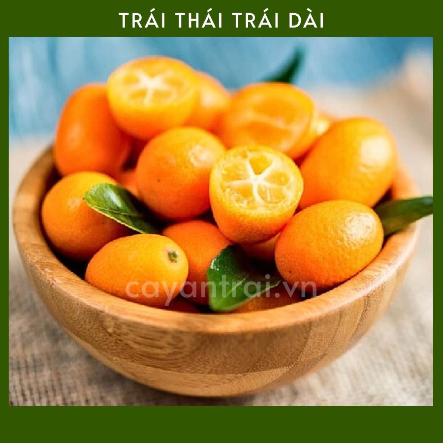 Cây Tắc Thái trái dài (Quất thái, tắc mỹ, tắc vỏ ngọt)