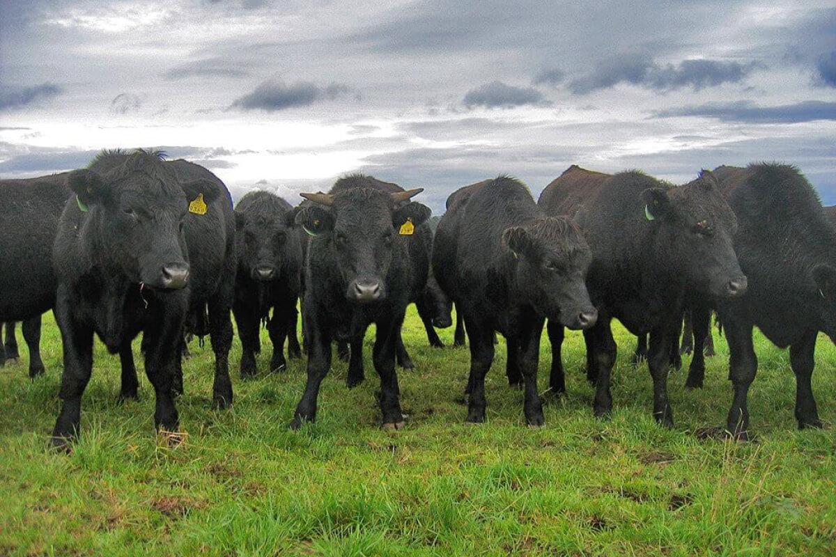 Tìm hiểu về bò Kobe – Loại bò nổi tiếng và đắt tiền nhất thế giới