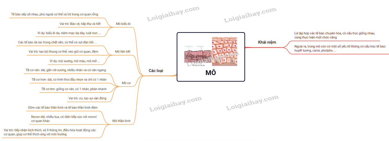 Các loại mô