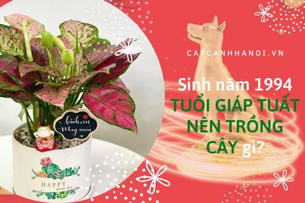 Sinh năm 1994 tuổi Giáp Tuất nên trồng cây gì?