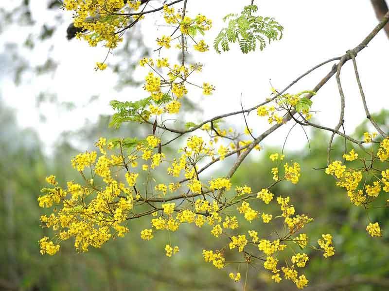 Tìm hiểu thông tin về cây lim vàng