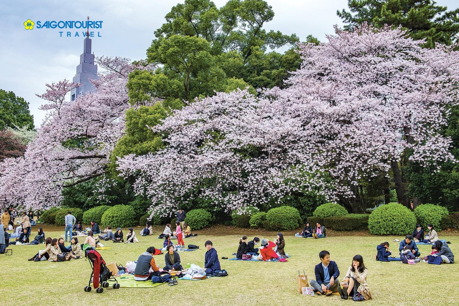 7 địa điểm ngắm Hoa Anh Đào đẹp như tranh ở Nhật Bản