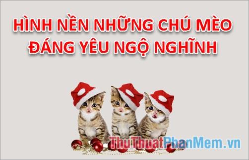 Hình nền chú mèo dễ thương cho máy tính của bạn