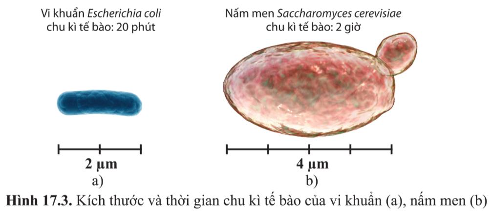 Bài 17. Vi sinh vật và các phương pháp nghiên cứu vi sinh vật trang 102, 103, 104, 105, 106, 107, 108 Sinh 10 - Cánh diều