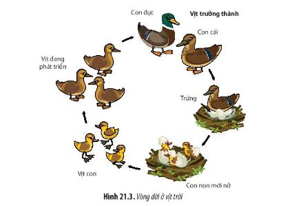 Bài 21. Sinh trưởng và phát triển ở động vật trang 141, 142, 143 SGK Sinh 11 - Chân trời sáng tạo