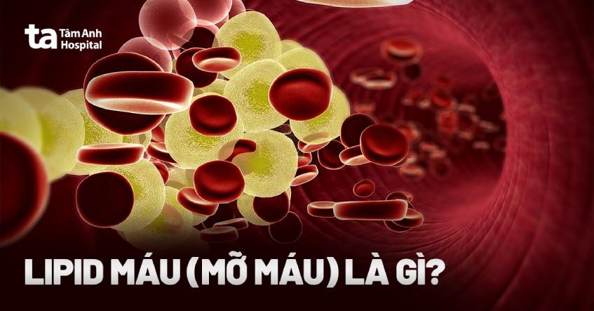 Lipid máu (mỡ máu) là gì?