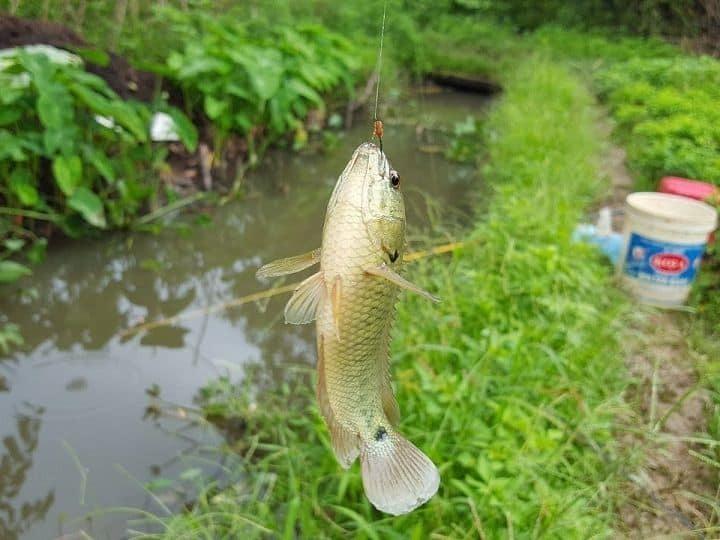 Làm mồi câu cá chép hiệu quả