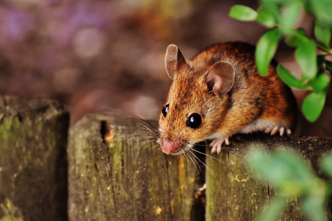 5 cách đơn giản giúp xua đuổi chuột ra khỏi nhà
