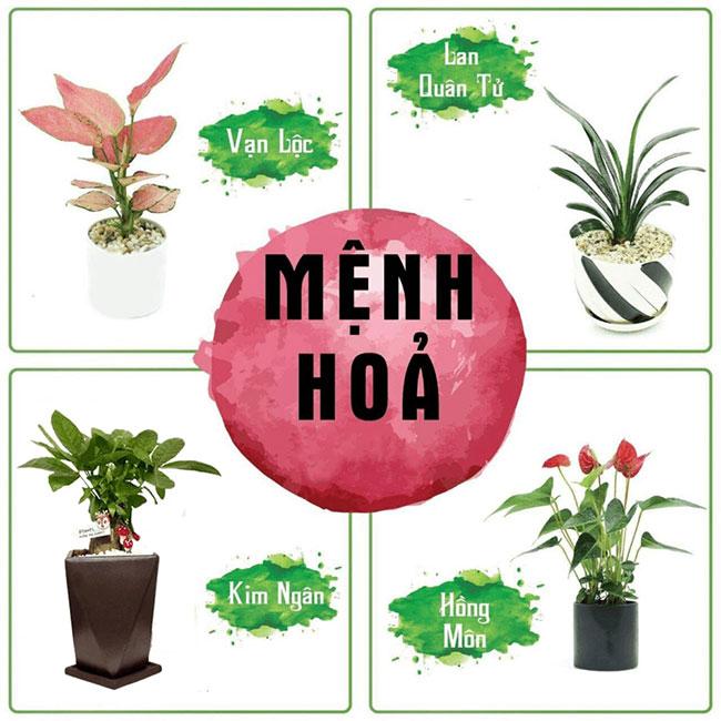 cay-hop-menh-hoa_1