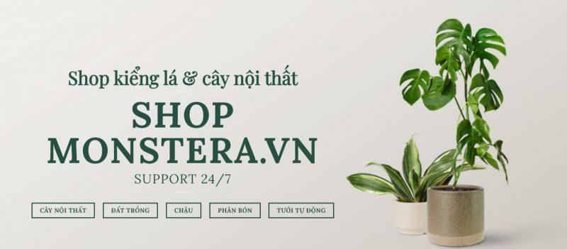 Shop Monstera