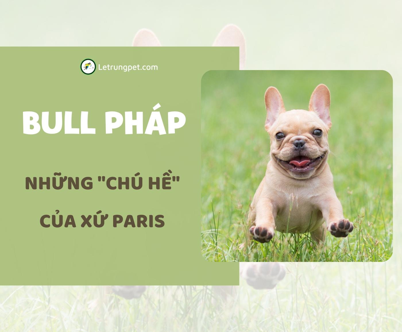 Giống Chó Bull Pháp - Những Chú Hề Của Xứ Paris