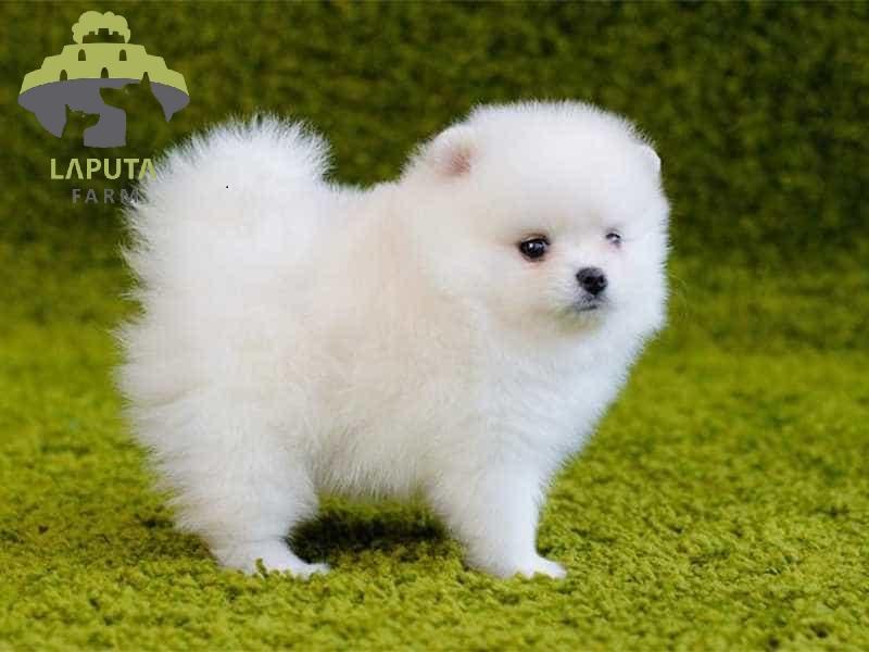 Pomeranian