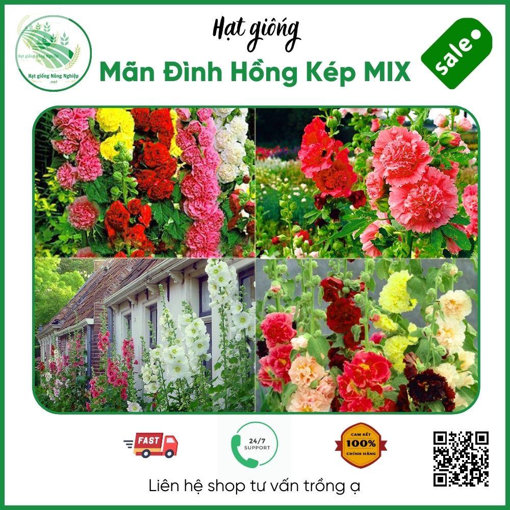 hạt giống hoa mãn đình hồng