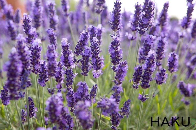 Hoa oải hương nở vào mùa nào? Thời gian ra hoa của các loại Lavender