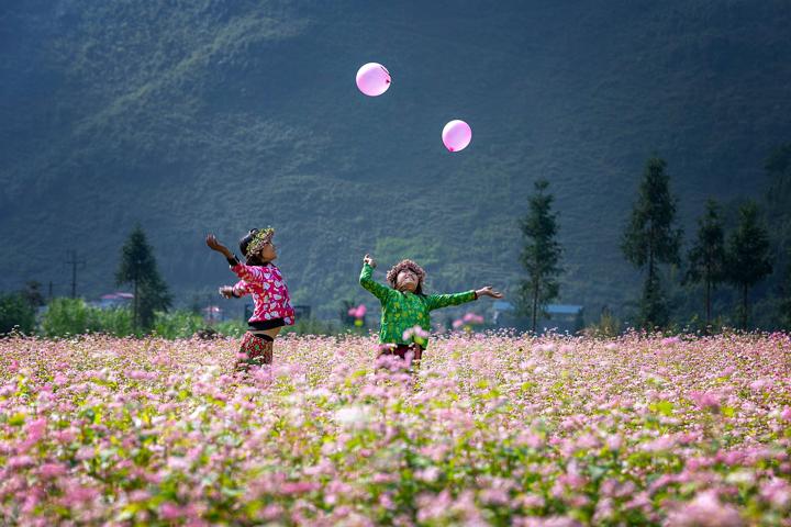 Ý nghĩa sâu sắc của hoa tam giác mạch - Loài hoa nổi tiếng trên vùng đất Hà Giang